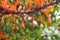 Orange Radermachera ignea flowers or Tree Jasmine