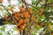 Orange Radermachera ignea flowers or Tree Jasmine