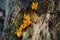 The Orange Ramaria mushroom on the rotten stump