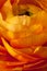 Orange Ranunculus Flower Background Close-Up