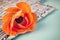 Orange ranunculus flower on a wicker tray