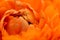 Orange ranunculus opening