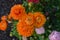 Orange Ranunculus, Persian buttercup flowers