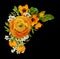 Orange ranunculuses and ornithogalum flowers in a corner floral arrangement isolated on black