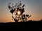 Orange rays of sunset through a dried meadow plant