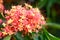 Orange red Ashoka tree flower blooming