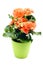 Orange red Begonia Elatior flower in flowerpot on white isolated