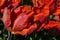 Orange-red bicolored Blumex tulip, also called Blumex Parrot tulip in full blossom