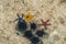 Orange, red and blue starfish and black urchin at low tide near the shore in water