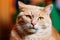 Orange Red Cat Male Kitten Close Up Portrait