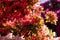 Orange red colour rhododendron flowers, photographed in spring at Temple Gardens, Langley Park near Slough, west London UK.