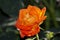 Orange-red Crimean rose. Summer warm day against the backdrop of green vegetation