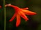Orange Red Crocosmia Flower Closeup