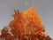 Orange and red crowns of autumn trees against the sky. Bright multicolor autumn foliage on huge poplars in the park