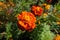 Orange and red flowerheads of Tagetes patula