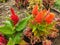 Orange, red flowers of Celosia argentea
