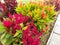 Orange, red flowers of Celosia argentea