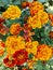 Orange red flowers marigolds