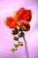 Orange or red freesia with water drops on lila background, blooming flower