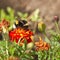 Orange and red French marigold