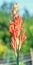 Orange red gladiolus flower, close up