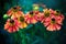 Orange and red Helenium flowers