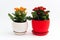 Orange and red kalanchoe in a pot on light background