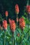 Orange-red Kniphofia flowers on dark green background