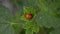 Orange and red ladybugs mate and sitting on leaf of currants in wind, top view