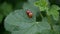 Orange and red ladybugs is mating and sitting on leaf of currants in the wind