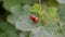 Orange and red ladybugs is mating and sitting on leaf of currants in the wind