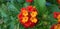 Orange and red lantana Small drop of rain on the flower back green leaf beautiful flower wallpaper