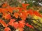 Orange Red Maple Leaves are vibrant in Autumn