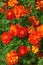 Orange and red marigolds grow in summer floral ornamental garden. Colorful flowers grows on flowerbed. Abstract autumn natural