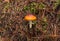 An Orange and red mushroom with little white spots, green moss and drie brown pine trees needles