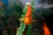 Orange red parrot cichlid on green blur background. Aquarium fish swimming to meet or feed marine life.