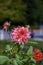 Orange-red plants herbaceous flowers chrysanthemum with oblong p