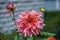 Orange-red plants herbaceous flowers chrysanthemum with oblong p