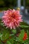 Orange-red plants herbaceous flowers chrysanthemum with oblong p