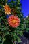 Orange-red plants herbaceous flowers chrysanthemum with oblong p