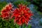 Orange-red plants herbaceous flowers chrysanthemum with oblong p