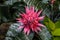 Orange-red plants herbaceous flowers chrysanthemum with oblong p