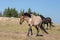 Orange red roan mare and black stallion wild horses on Tillett ridge  in the Pryor Mountains in Wyoming United States