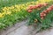 Orange-red tuiips with white edge planted in rows with yellow tulips