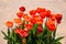 An Orange Red Tulip flower isolated with brown sand colour background at a botanical garden in a spring season of Australia.