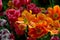 Orange and red tulip lilies in various stages of bloom