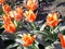 Orange-red tulips with green striped leaves