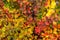 Orange red yellow green Berberis leaves background