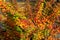 Orange red yellow green Berberis leaves background