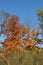 Orange, red, yellow and green leaves on the trees and browning tall grasses in the fall in Illinois